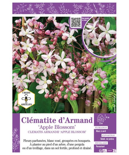 CLÉMATITE D'ARMAND APPLE BLOSSOM