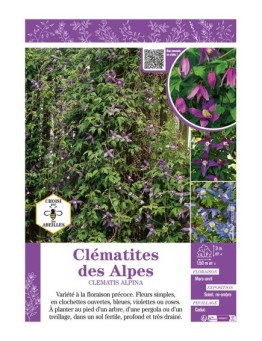 CLÉMATITE DES ALPES (varié)