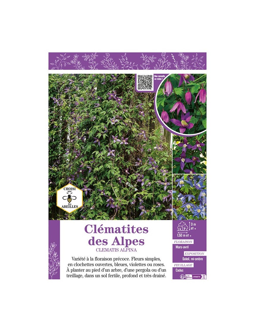 CLÉMATITE DES ALPES (varié)