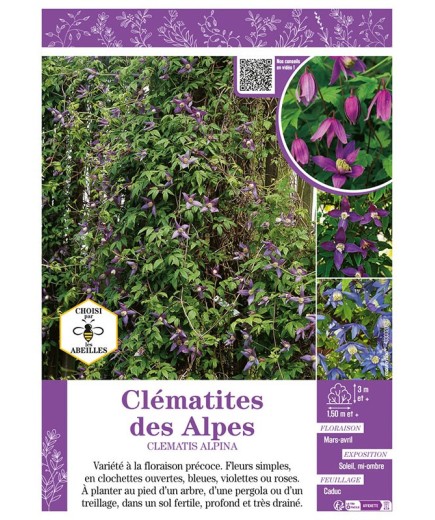 CLÉMATITE DES ALPES (varié)