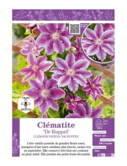CLÉMATITE Dr RUPPEL