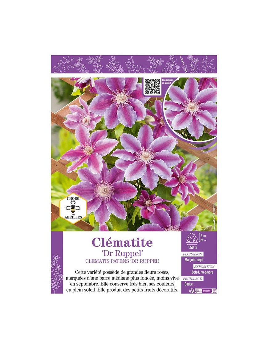 CLÉMATITE Dr RUPPEL