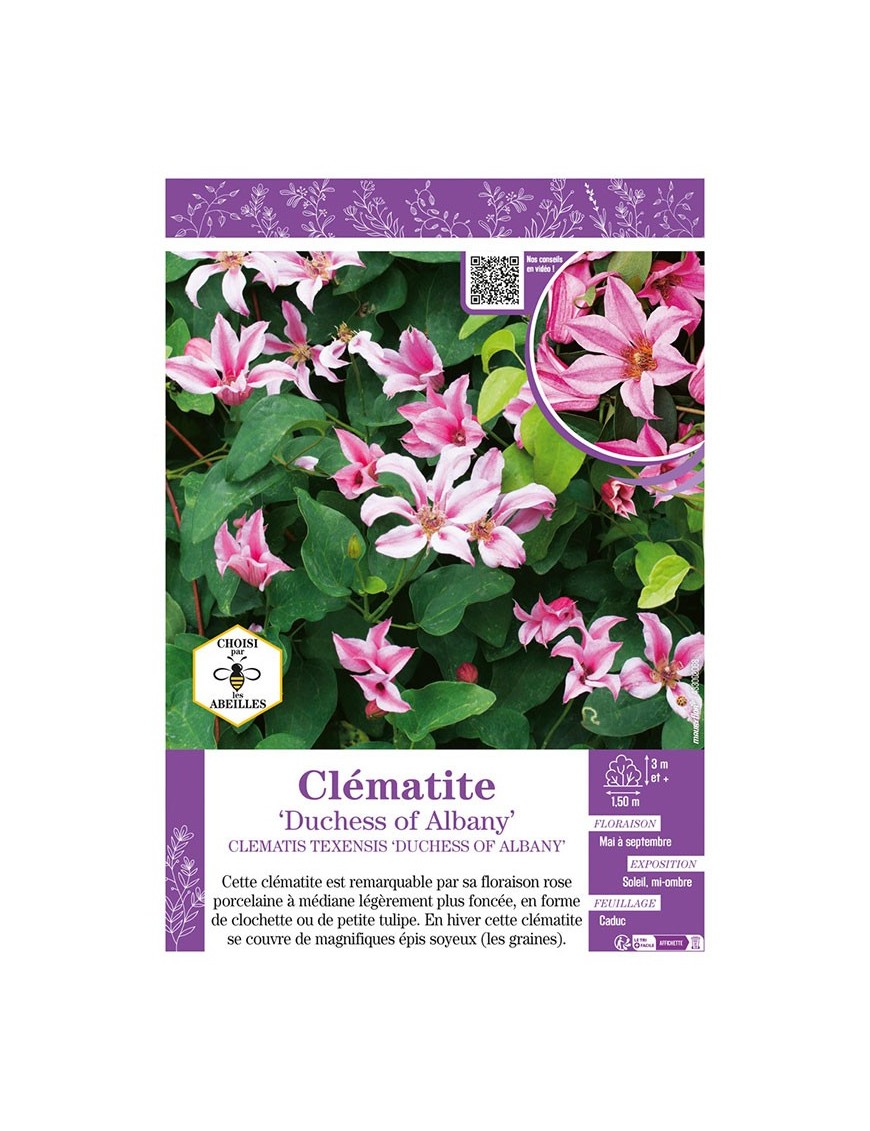 CLÉMATITE DUCHESS OF ALBANY