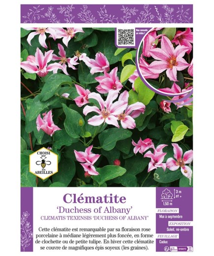 CLÉMATITE DUCHESS OF ALBANY