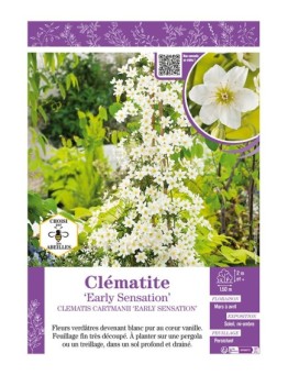 CLÉMATITE EARLY SENSATION