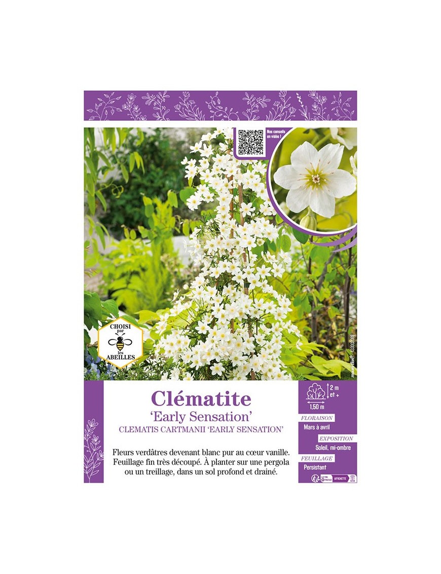 CLÉMATITE EARLY SENSATION