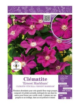 CLÉMATITE ERNEST MARKHAM