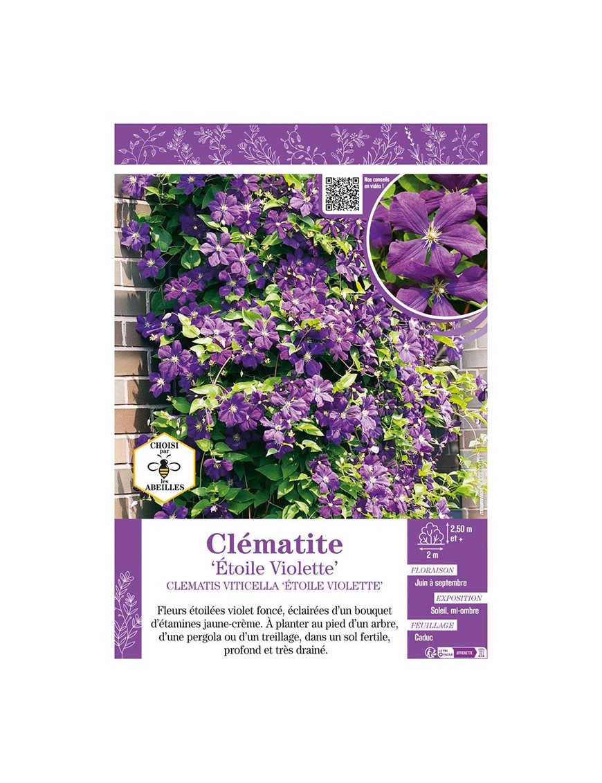 CLÉMATITE ÉTOILE VIOLETTE