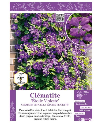CLÉMATITE ÉTOILE VIOLETTE