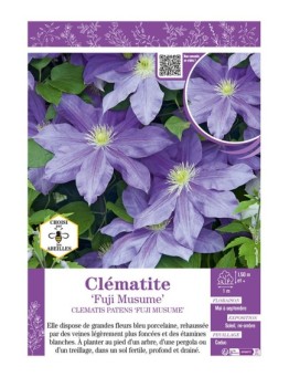 CLÉMATITE FUJI MUSUME