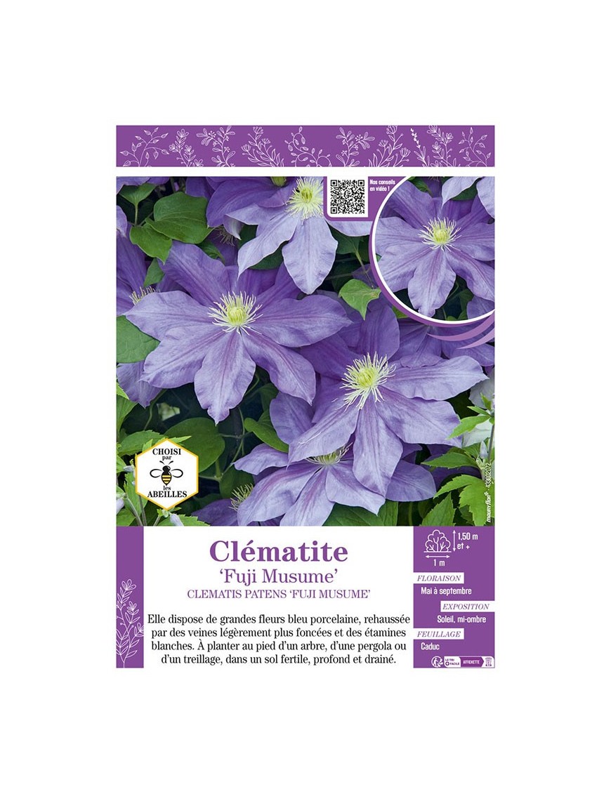 CLÉMATITE FUJI MUSUME