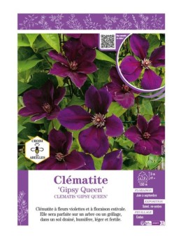 CLÉMATITE GIPSY QUEEN