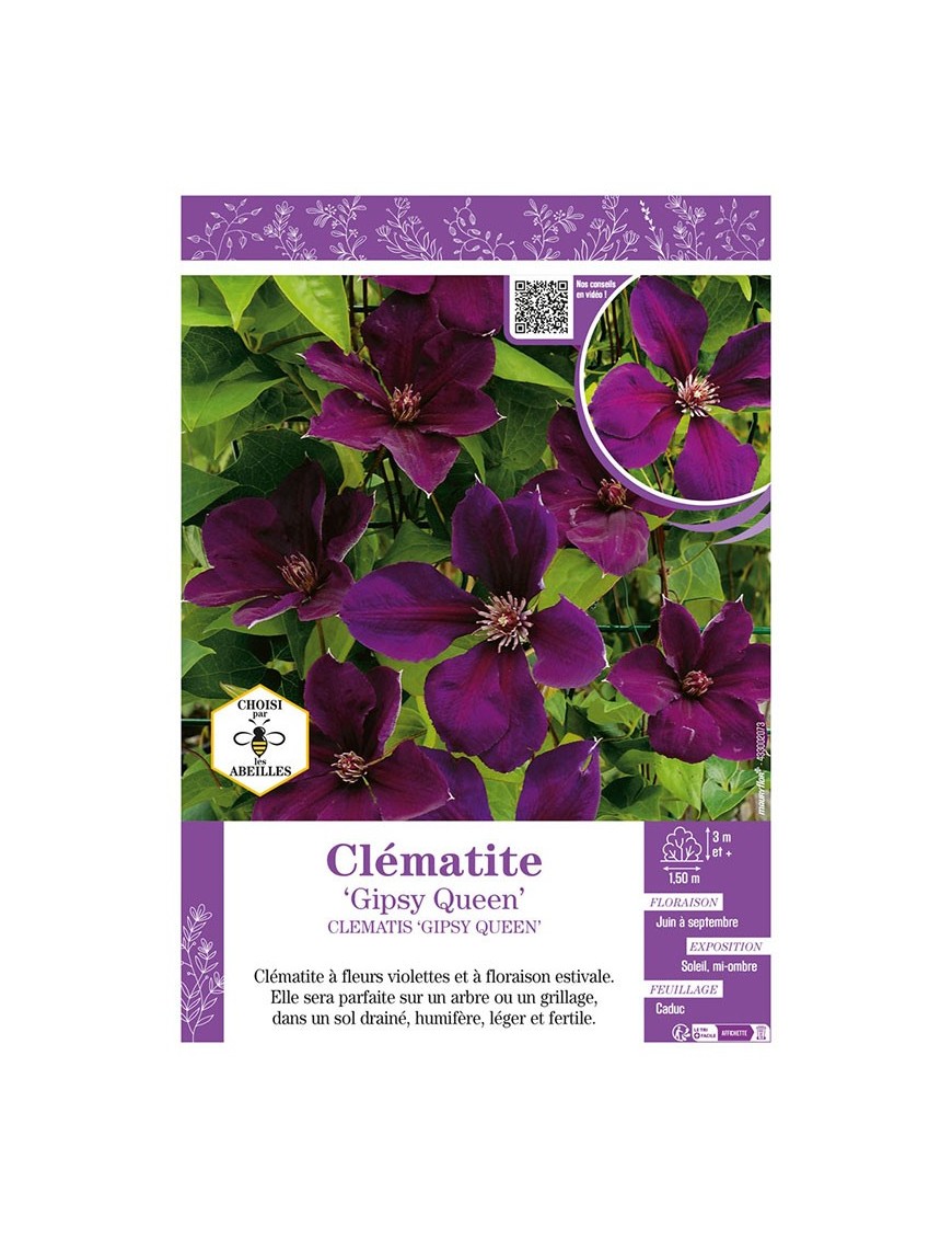 CLÉMATITE GIPSY QUEEN