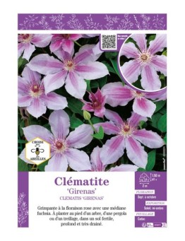 CLÉMATITE GIRENAS