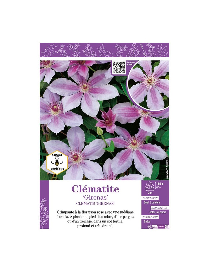CLÉMATITE GIRENAS