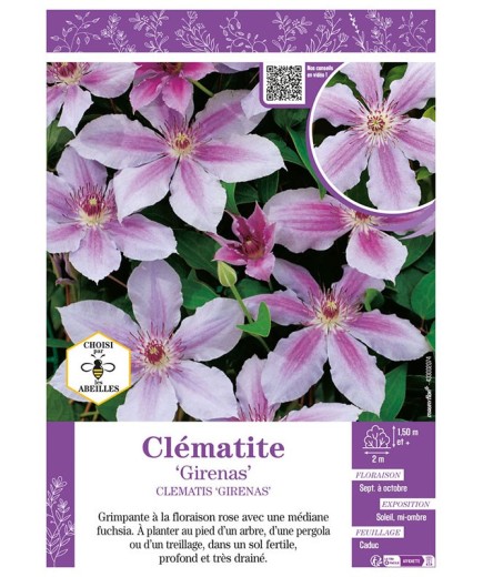 CLÉMATITE GIRENAS