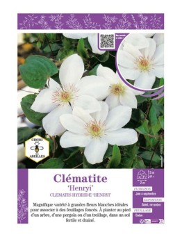 CLÉMATITE HENRYI