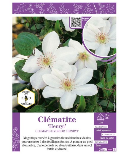 CLÉMATITE HENRYI