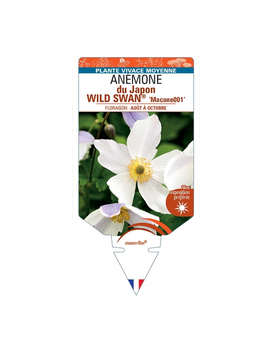 ANEMONE WILD SWAN® Macane001 voir Anémone du Japon
