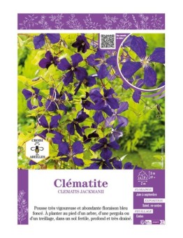 CLÉMATITE JACKMANII