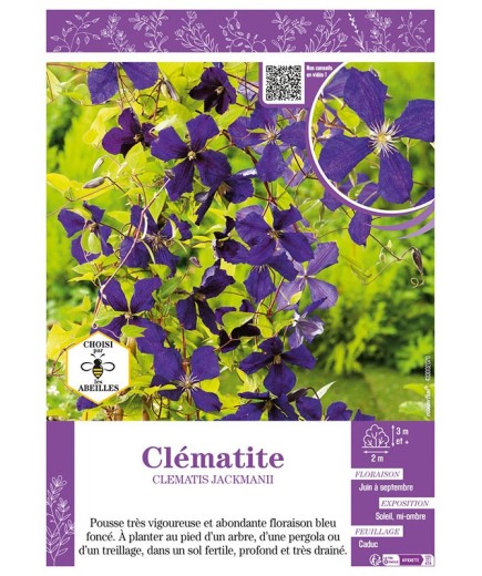 CLÉMATITE JACKMANII
