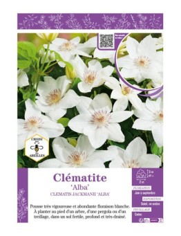 CLÉMATITE JACKMANII ALBA