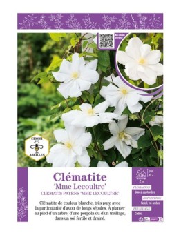 CLÉMATITE MME LECOULTRE
