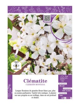 CLÉMATITE MONTANA (blanche)