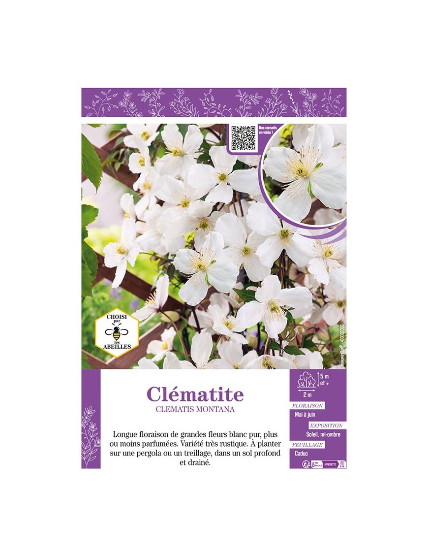 CLÉMATITE MONTANA (blanche)