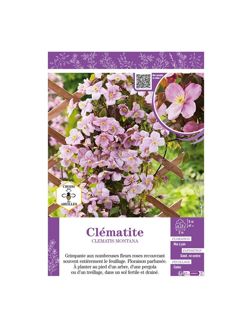 CLÉMATITE MONTANA (rose)