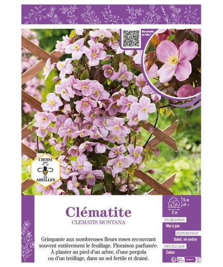 CLÉMATITE MONTANA (rose)