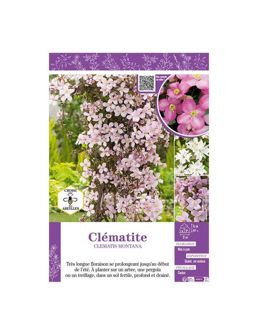 CLÉMATITE MONTANA (varié)