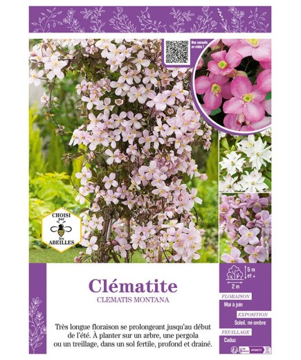CLÉMATITE MONTANA (varié)