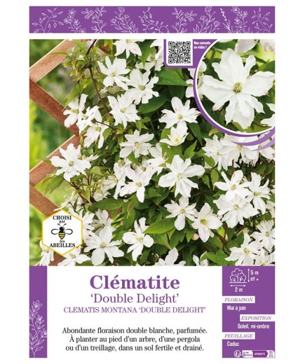CLÉMATITE MONTANA DOUBLE DELIGHT