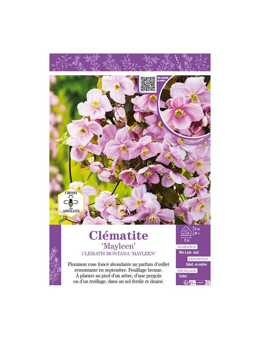 CLÉMATITE MONTANA MAYLEEN
