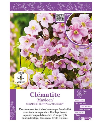 CLÉMATITE MONTANA MAYLEEN