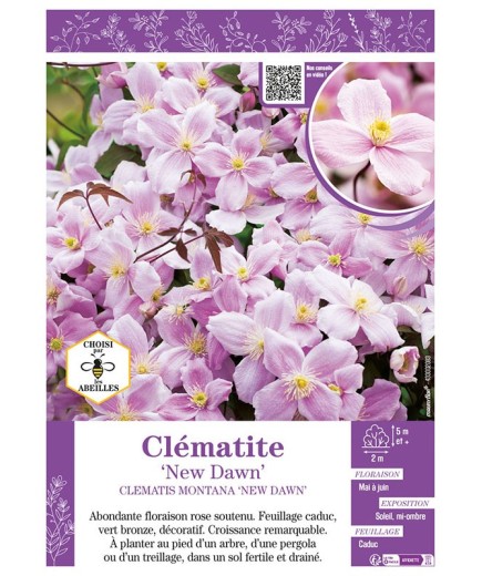 CLÉMATITE MONTANA NEW DAWN