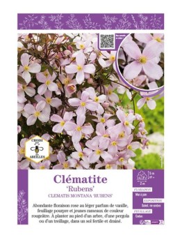 CLÉMATITE MONTANA RUBENS