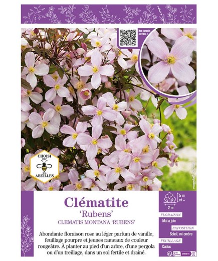 CLÉMATITE MONTANA RUBENS