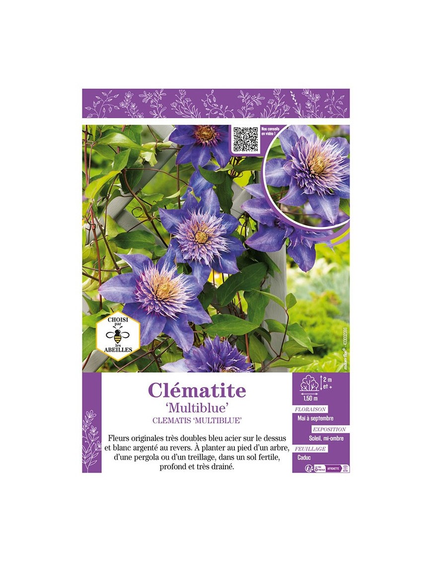 CLÉMATITE MULTIBLUE