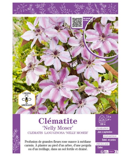 CLÉMATITE NELLY MOSER