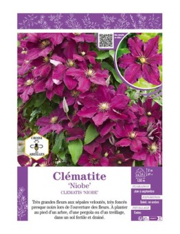 CLÉMATITE NIOBE