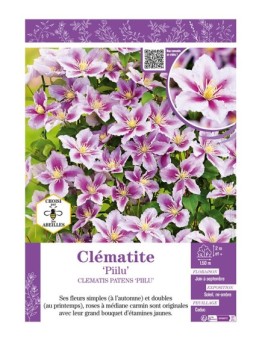 CLÉMATITE PIILU