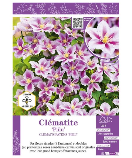 CLÉMATITE PIILU