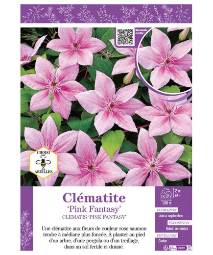 CLÉMATITE PINK FANTASY