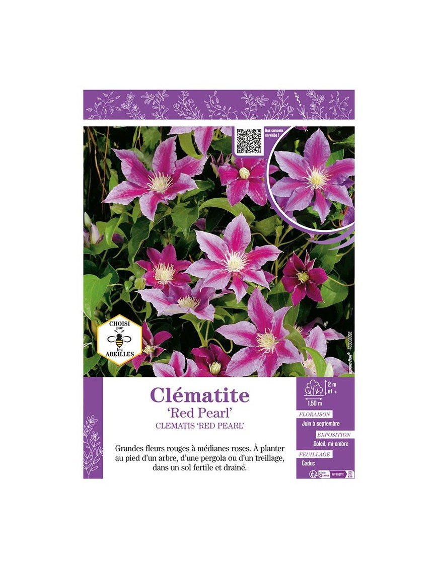 CLÉMATITE RED PEARL