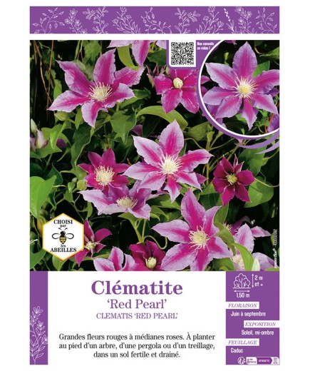 CLÉMATITE RED PEARL