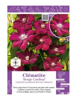 CLÉMATITE ROUGE CARDINAL