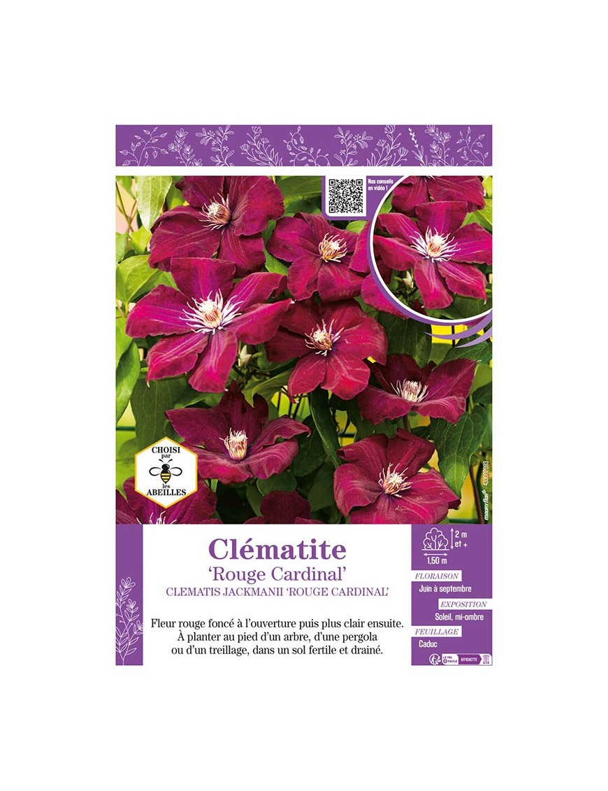 CLÉMATITE ROUGE CARDINAL