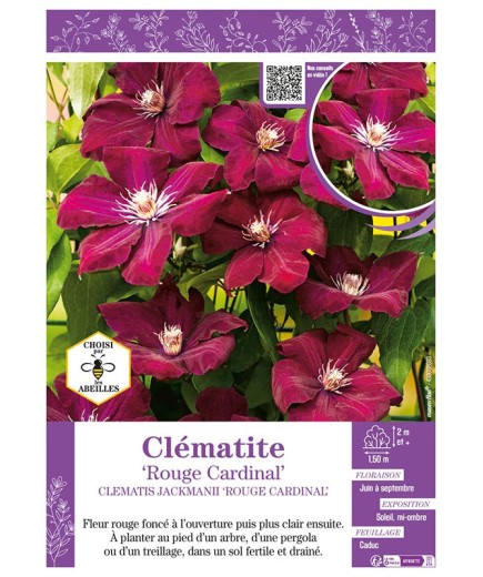 CLÉMATITE ROUGE CARDINAL